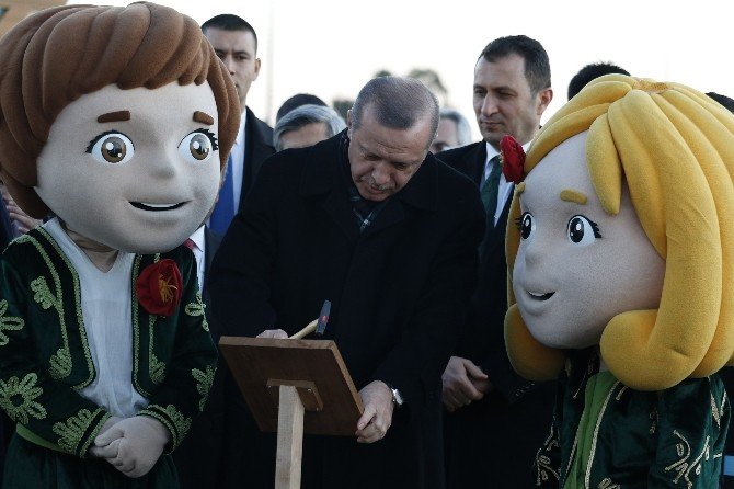 Cumhurbaşkanı Erdoğan, 945 Yaşındaki Zeytin Ağacına Cansuyu Verdi