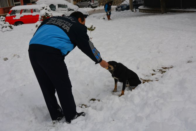 Çameli Belediyesi karda aç kalan hayvanlara yiyecek veriyor