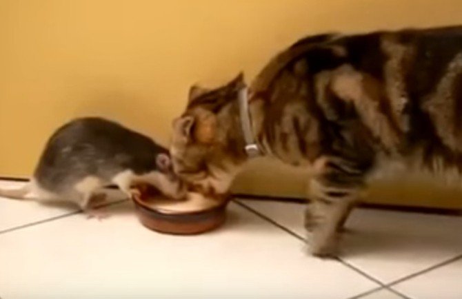 Kedi Ve Farenin Dostluğu Görenleri Şaşırtıyor