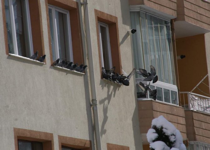 Vatandaşlar aç kuşlara yiyecek bırakıyor