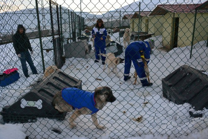 Bitlis’teki köpeklere soğuğa karşı elbiseli koruma
