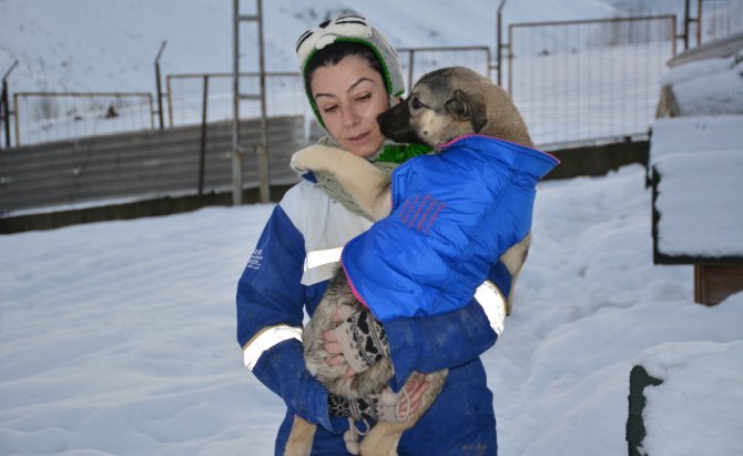 Bitlis’teki köpeklere soğuğa karşı elbiseli koruma