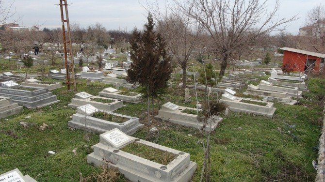 Sıptırız Mezarlığı’na 300 Adet Fidan Dikildi
