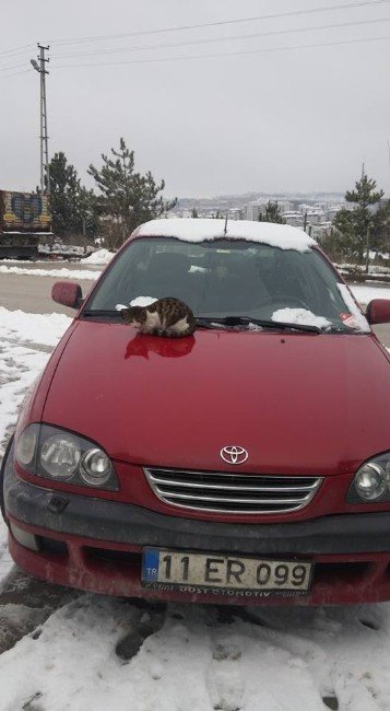 Soğuktan Üşüyen Kedi Araç Kaputunda Isınmaya Çalıştı