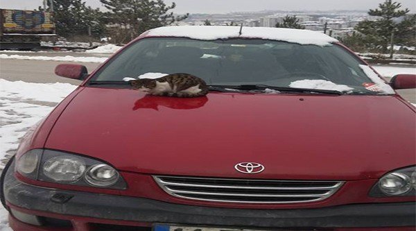 Soğuktan Üşüyen Kedi Araç Kaputunda Isınmaya Çalıştı