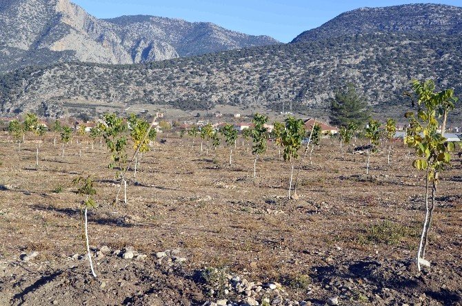 Orman Ve Su İşleri Bakanlığı, Antalya’da 2 Bin 730 Ceviz Ağacının Dağıtımını Yaptı