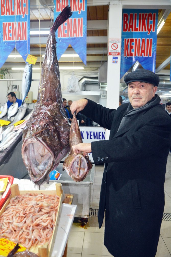 Marmara’da dev Fener balığı yakalandı