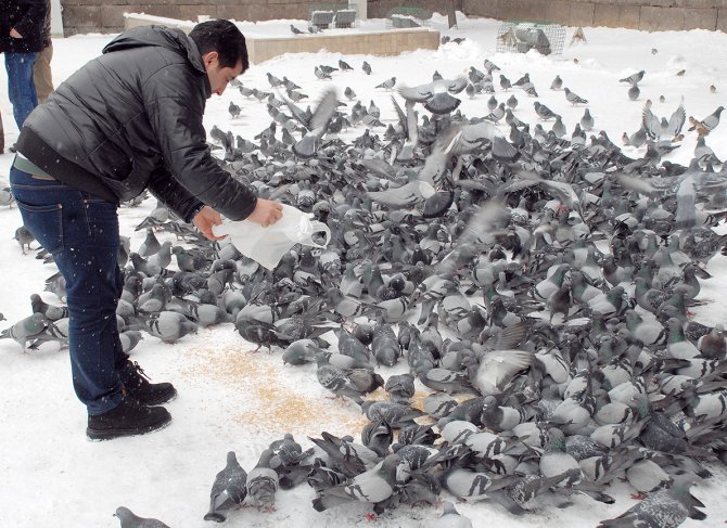 Kar yağışı altında güvercinlerin yem kavgası
