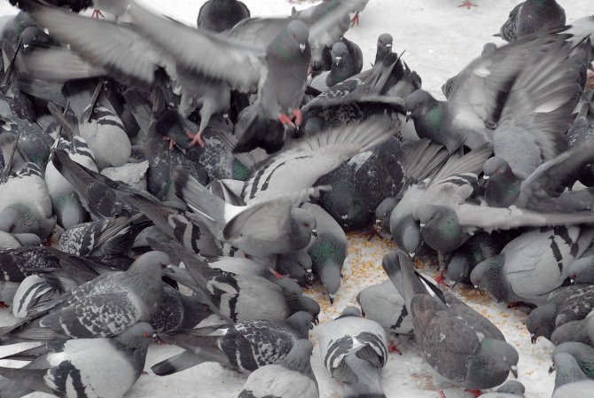 Kar yağışı altında güvercinlerin yem kavgası