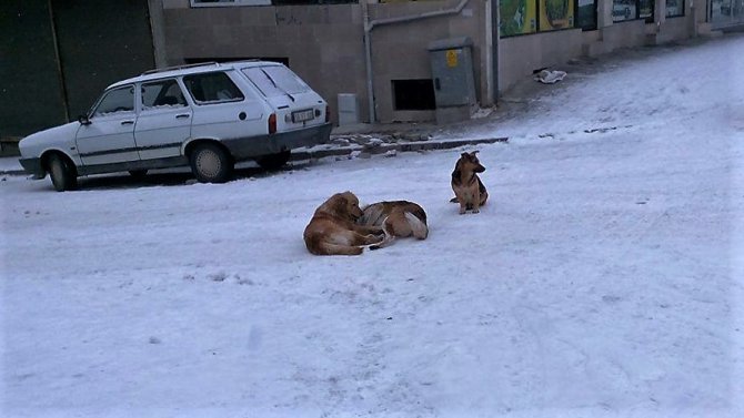 Sokak köpeklerinin karda oyunu