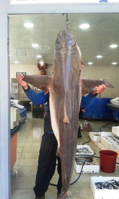 Van’da Balık Satışları Arttı
