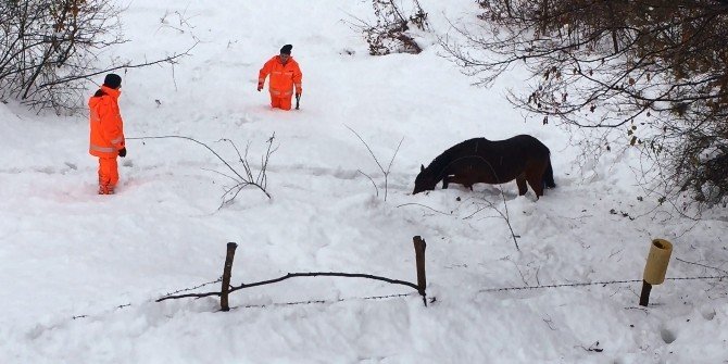 4 Gün Karda Mahsur Kalan Atı İtfaiye Kurtardı
