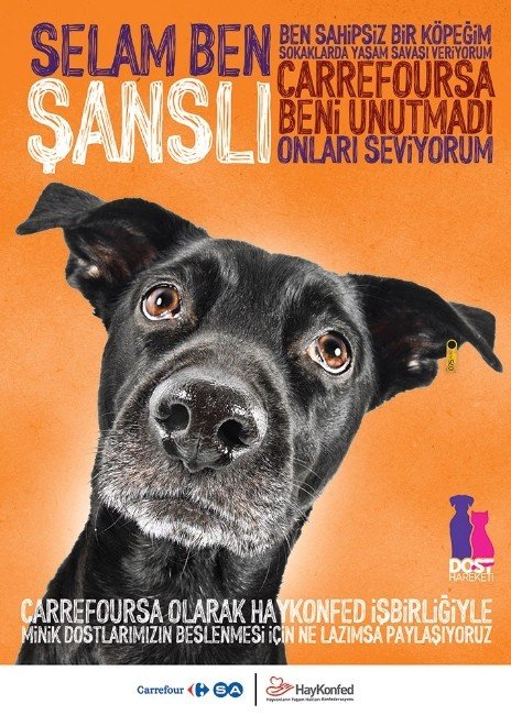 Carrefoursa’dan Sokak Hayvanları İçin “Dost Hareketi” Projesi