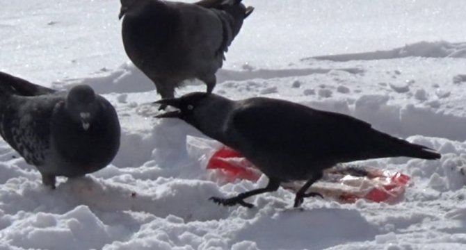 Karga ile güvercinin yemek kavgası