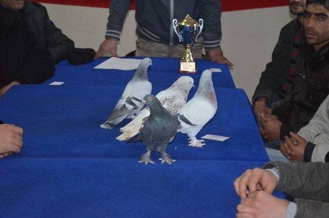 Malatya’da Güvercin Yarışması Yapılacak