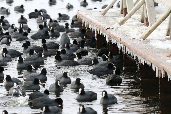 Donmuş göldeki yabani kuşlar, yiyecek bulmakta zorlanıyor