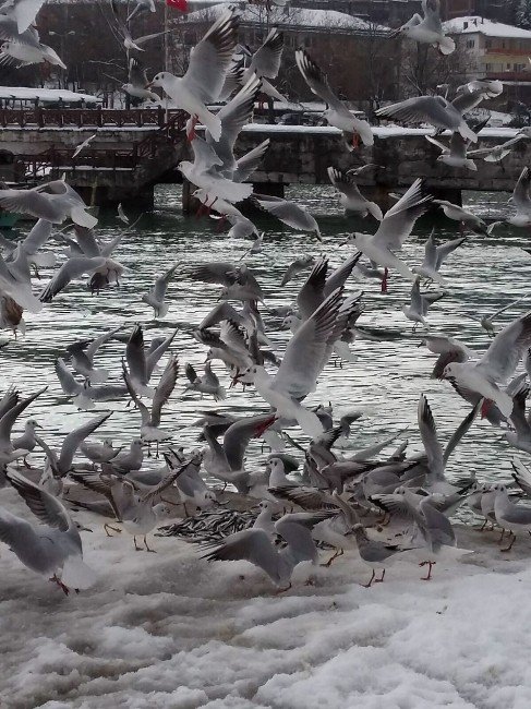 Dondurucu Soğuklarda Martıların Balık Ziyafeti