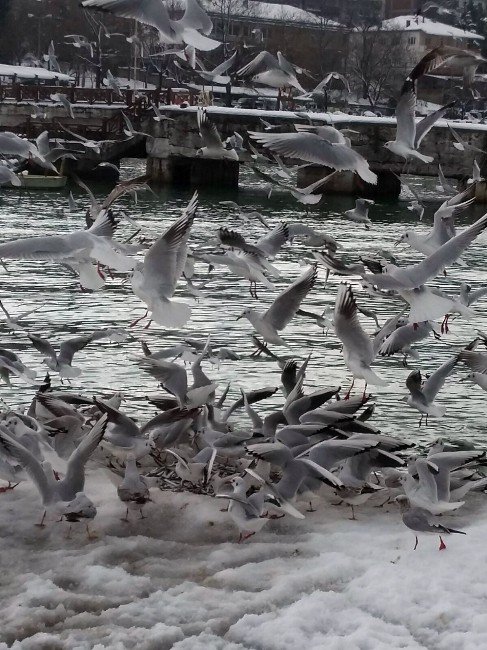 Dondurucu Soğuklarda Martıların Balık Ziyafeti