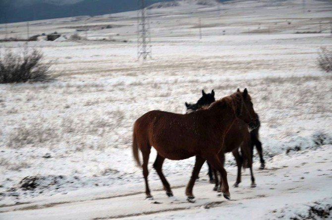 Aç Kalan Yılkı Atları Köylere İniyor