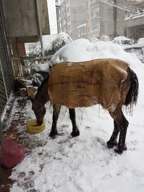 Soğukta Kalan Atlara Vatandaştan Yardım