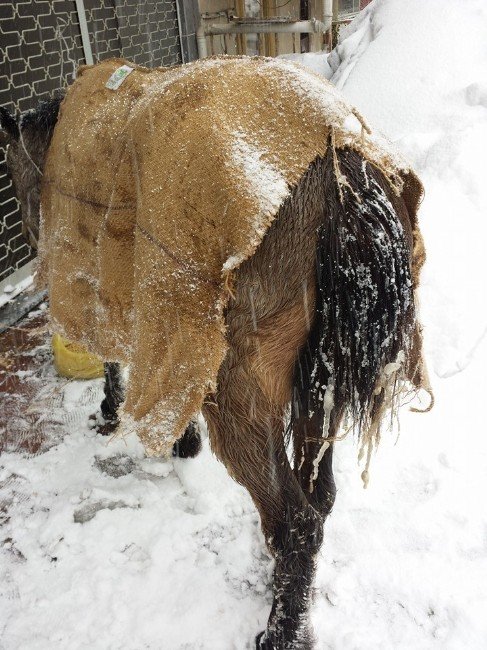 Soğukta Kalan Atlara Vatandaştan Yardım