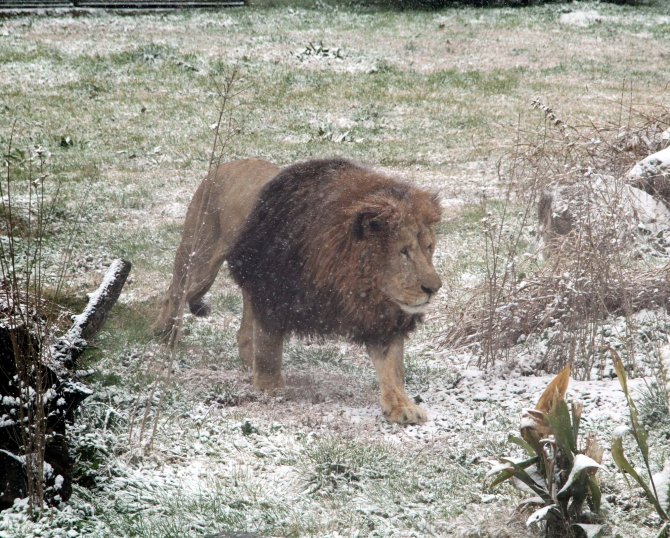 Aslanların karda beslenmesi vahşi doğayı aratmadı