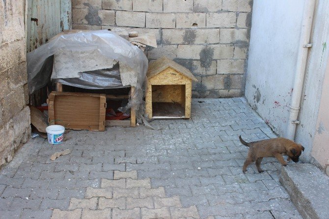 Mahalle Sakinleri Sokak Hayvanlarına Bakıyor