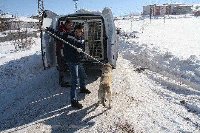 Yozgat Belediyesi Donmak Üzere Olan Sokak Hayvanlarına Sahip Çıktı