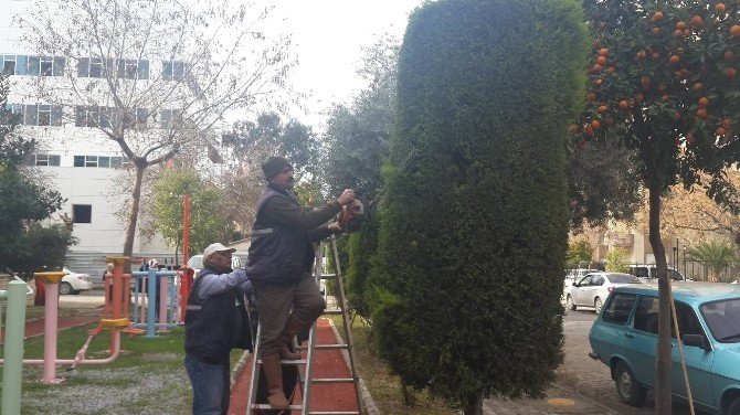 Efeler Belediyesi Ağaçları Bahara Hazırlıyor