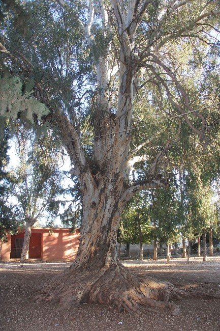 Okul Bahçesinde Asırlık Dev Ağaç