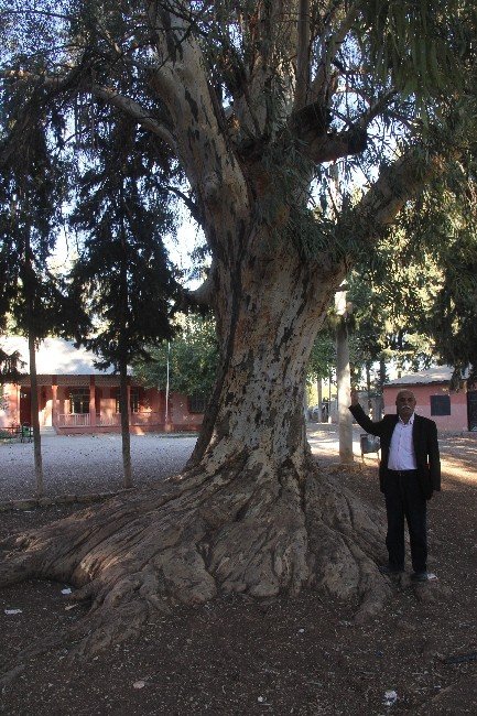 Okul Bahçesinde Asırlık Dev Ağaç