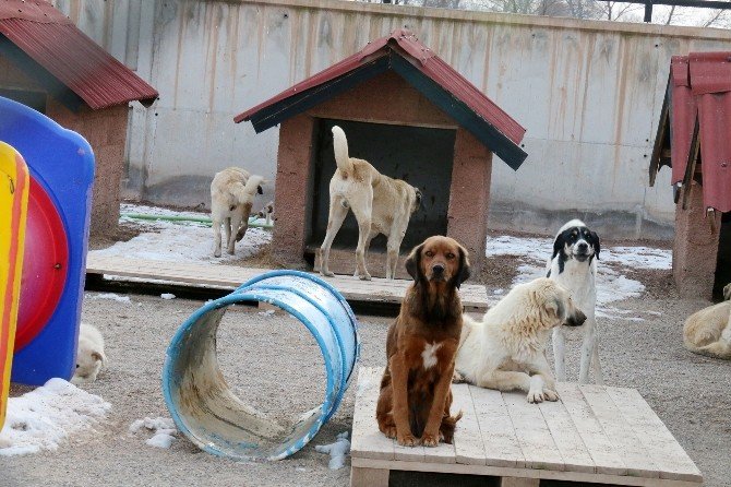 Aksaray’da Sokak Hayvanlarına Beş Yıldızlı Bakım