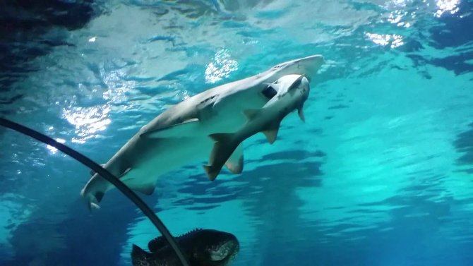 Pamuk balığı, camgözü böyle yuttu