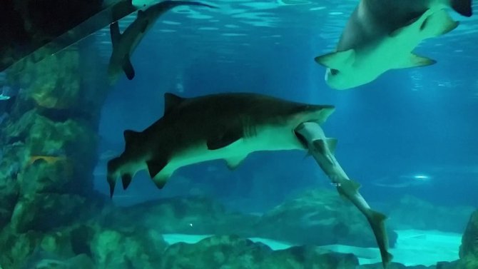 Pamuk balığı, camgözü böyle yuttu