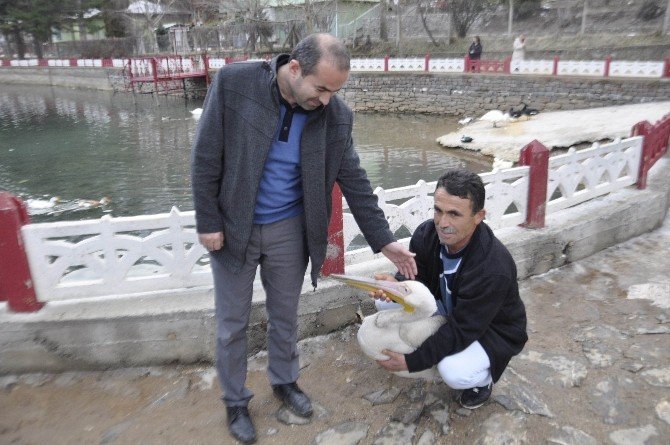 Yiyecek Bulamayan Pelikan Kuğulu Park’a Bırakıldı