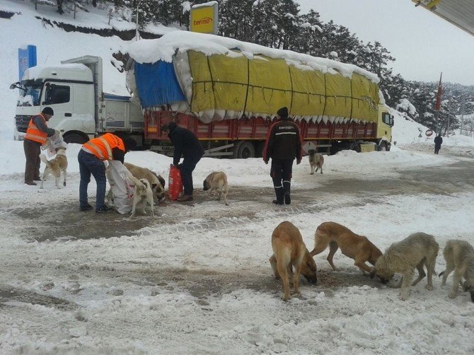 Yaylada Karda Aç Kalan Hayvanlar Unutulmadı