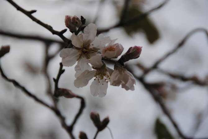 Baharın müjdecisi badem ağaçları Side'de çiçek açtı