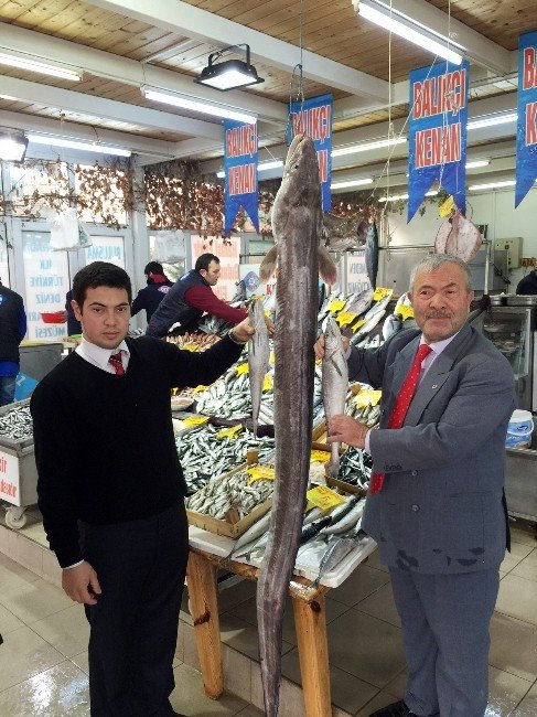 Marmara’da 2 Metrelik Dev Yılanbalığı Yakalandı