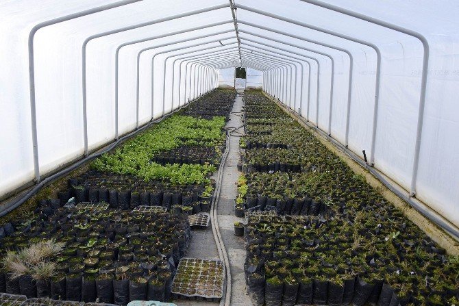 Meram Belediyesi Bitkisini Kendi Üretiyor