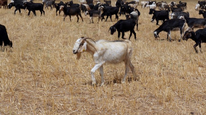 Kıl keçilerinin soyları DNA'dan babalık tahliliyle izlenecek