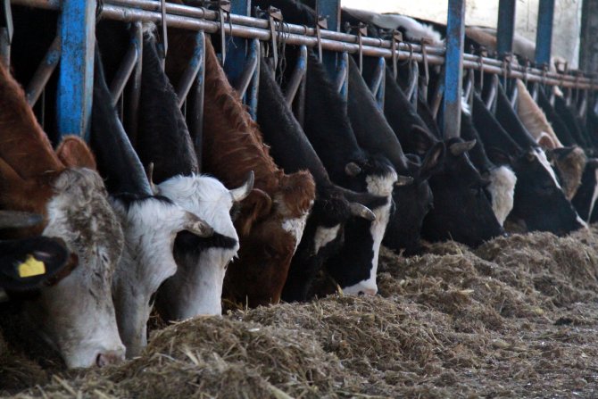 İhracat yapamayan firmalar süt fiyatını 5 kuruş düşürdü, üretici tepkili