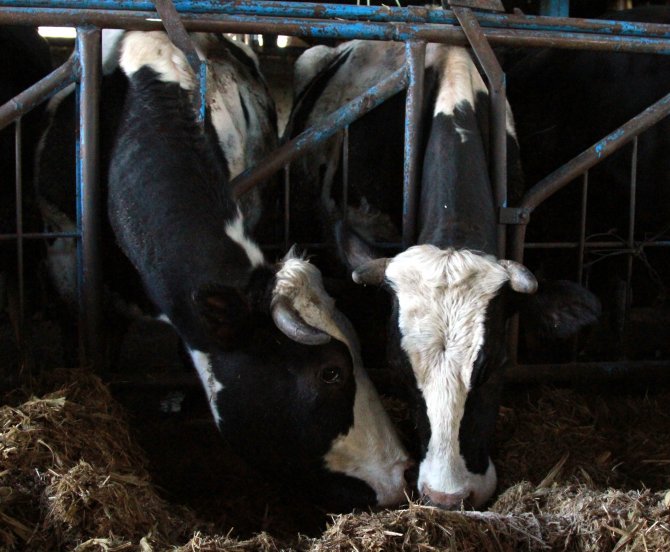 İhracat yapamayan firmalar süt fiyatını 5 kuruş düşürdü, üretici tepkili