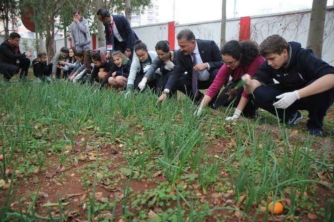 Başkan Tuna, Öğrencilerle Diktiği Sebzelerden Topladı