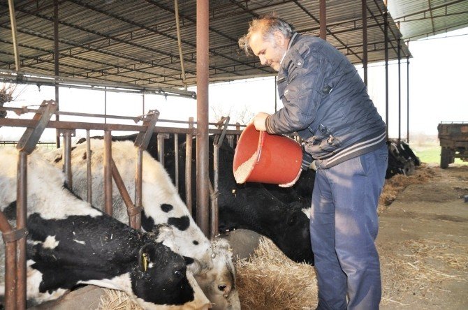 Süt Üreticilerine Yem Ve Süt Darbesi