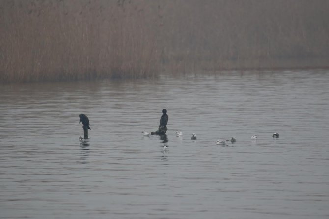 Bursa’da kış ortası su kuşlarının sayımı yapıldı