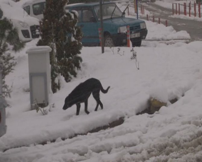 Kocaeli'nin yüksek kesimlerinde etkili kar yağışı