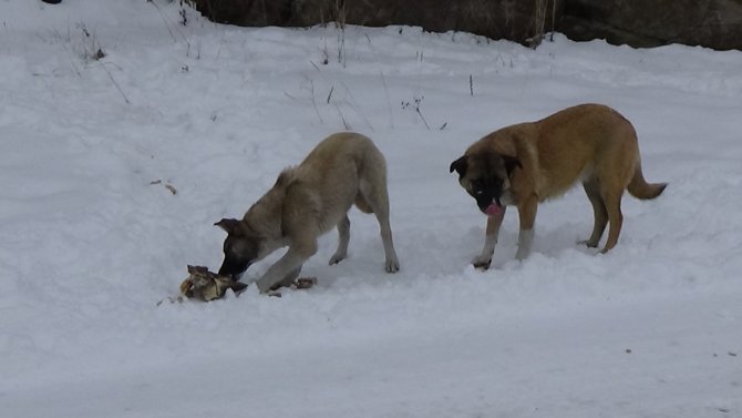 Kar sonrası görsel şölen oluşurken hayvanlar yiyecek bulma telaşında