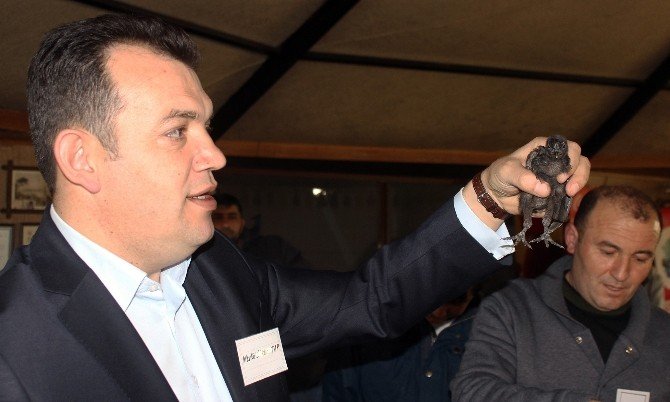 Araba Fiyatına Tavuk