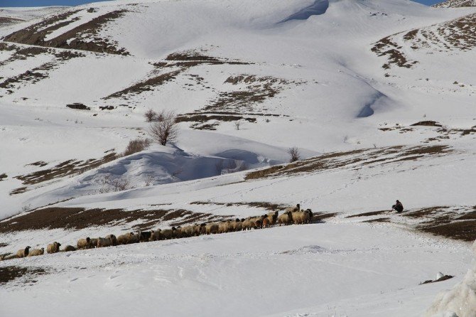 Zorlu Kış Şartlarında Koyunlara Bakıyorlar