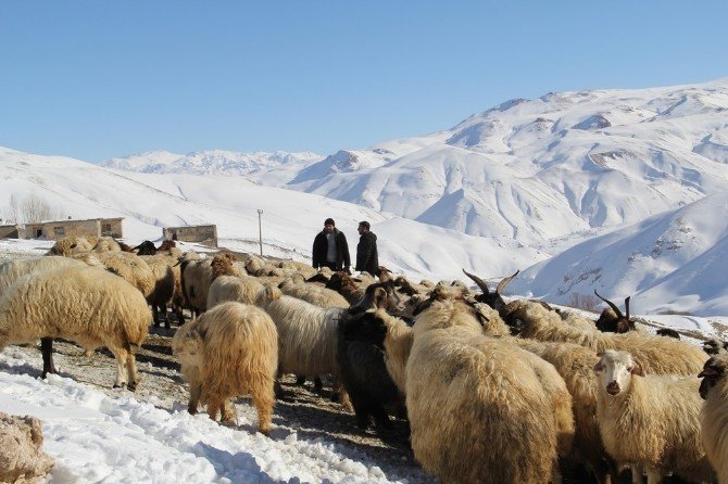 Zorlu Kış Şartlarında Koyunlara Bakıyorlar